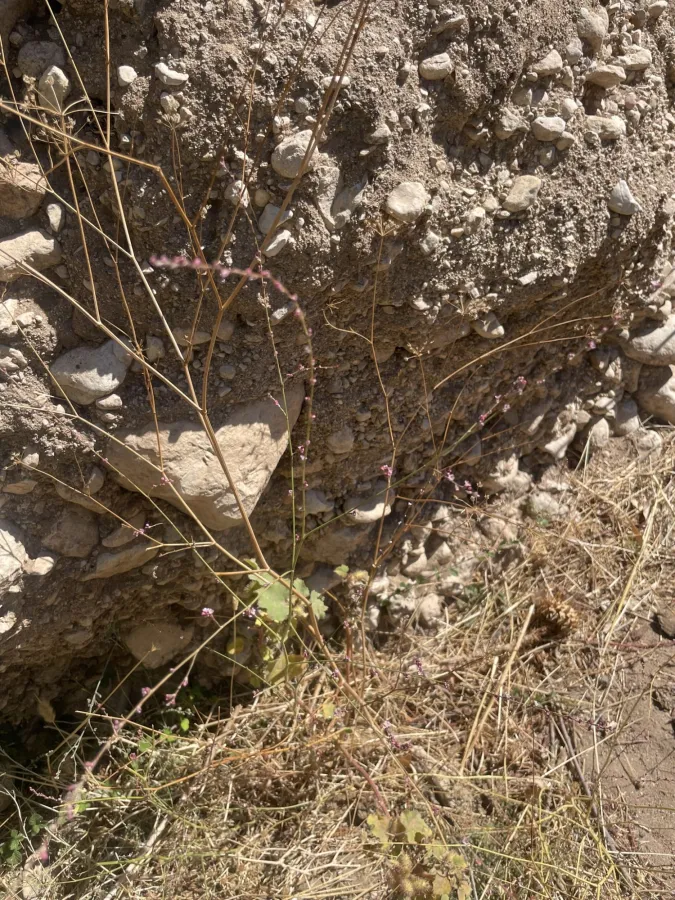 Polygonum equisetiforme
