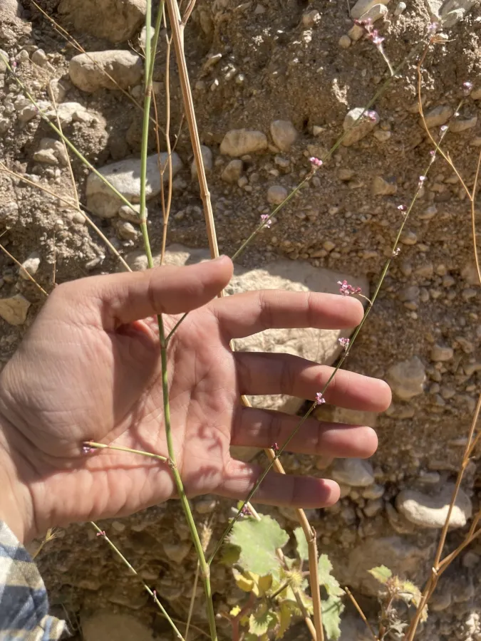 Polygonum equisetiforme