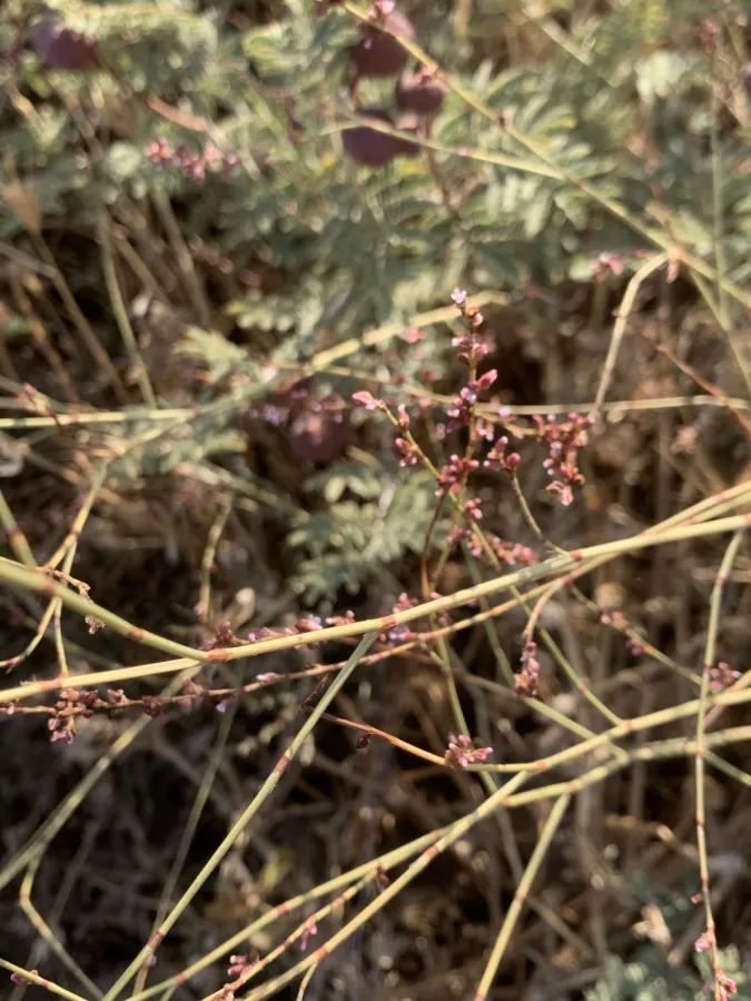 Polygonum equisetiforme