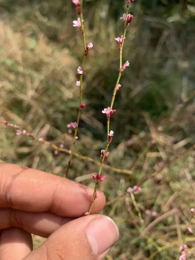 Polygonum equisetiforme