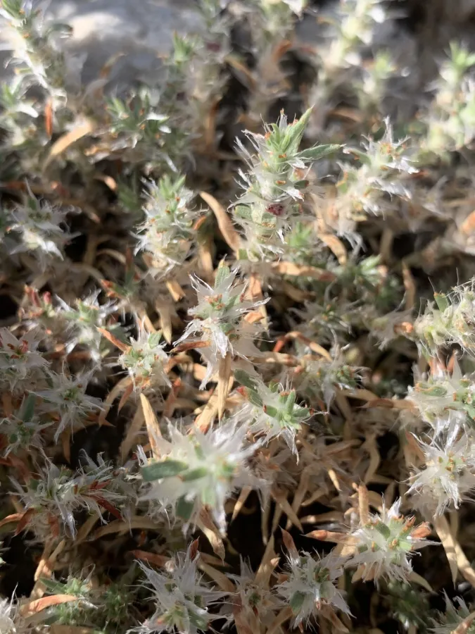 Polygonum paronychioides