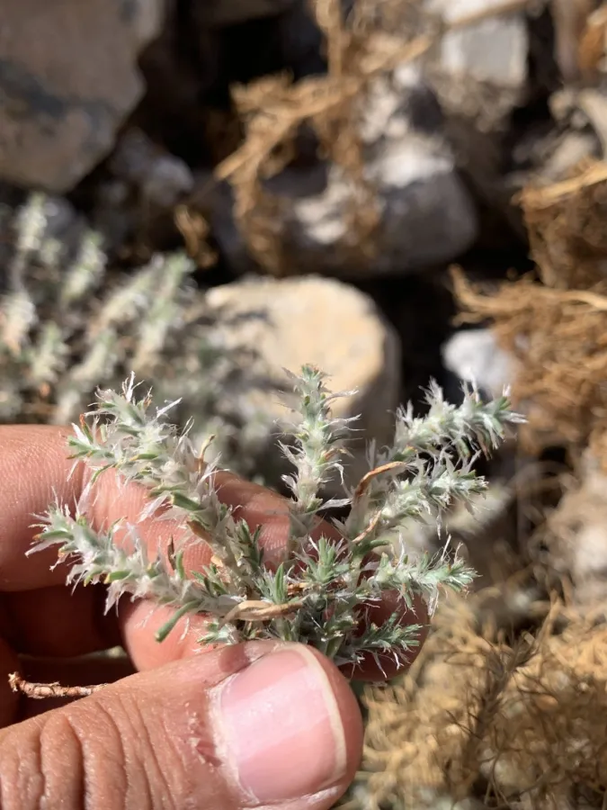 Polygonum paronychioides