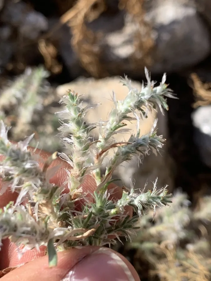 Polygonum paronychioides