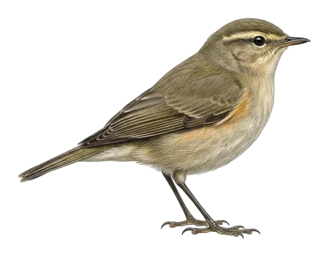 Caucasian Mountain Chiffchaff