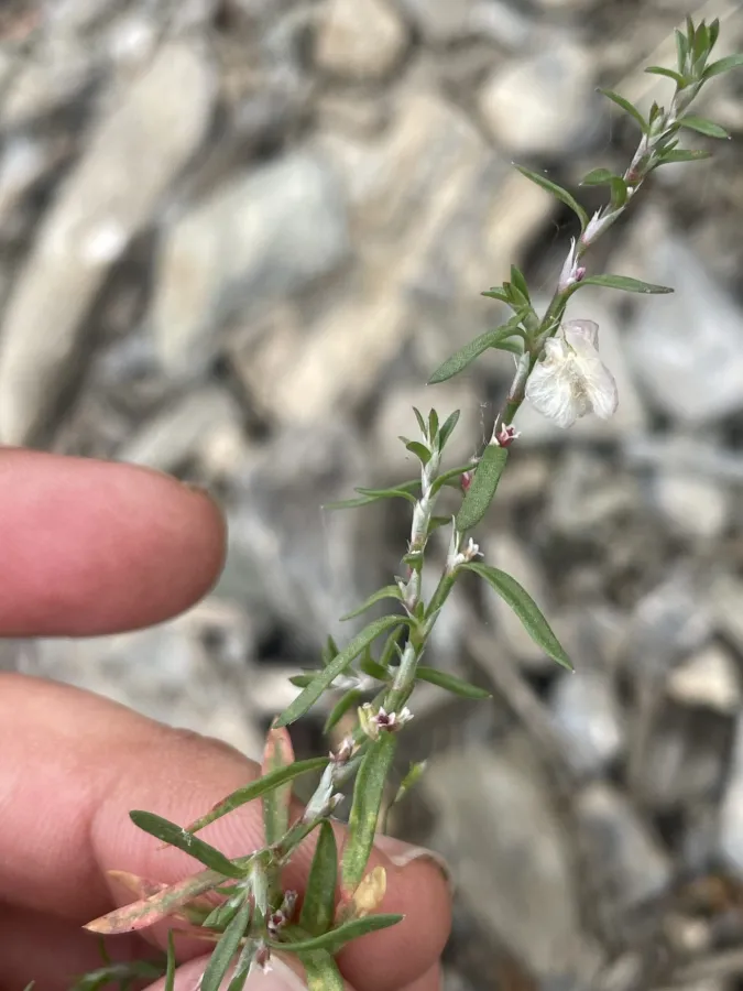 Polygonum polycnemoides