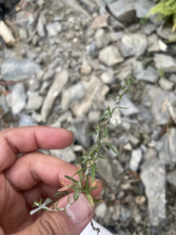 Polygonum polycnemoides