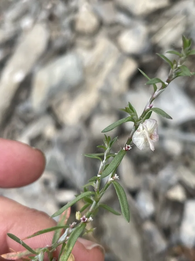 Polygonum polycnemoides