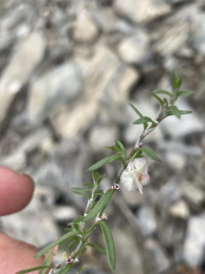 Polygonum polycnemoides