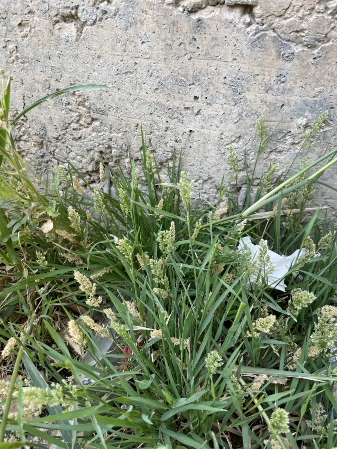Polypogon viridis