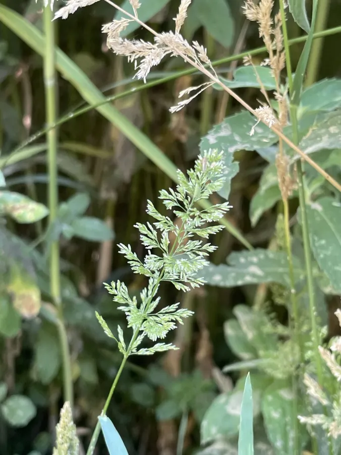 Polypogon viridis