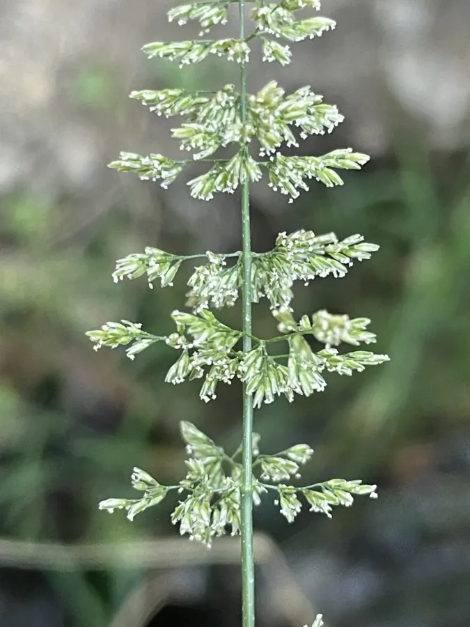 Polypogon viridis