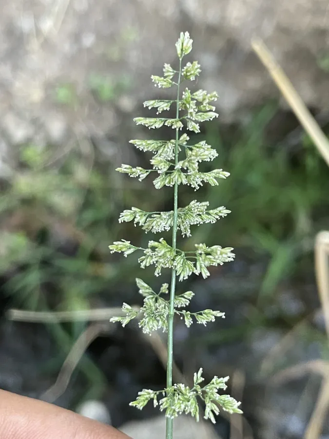 Polypogon viridis