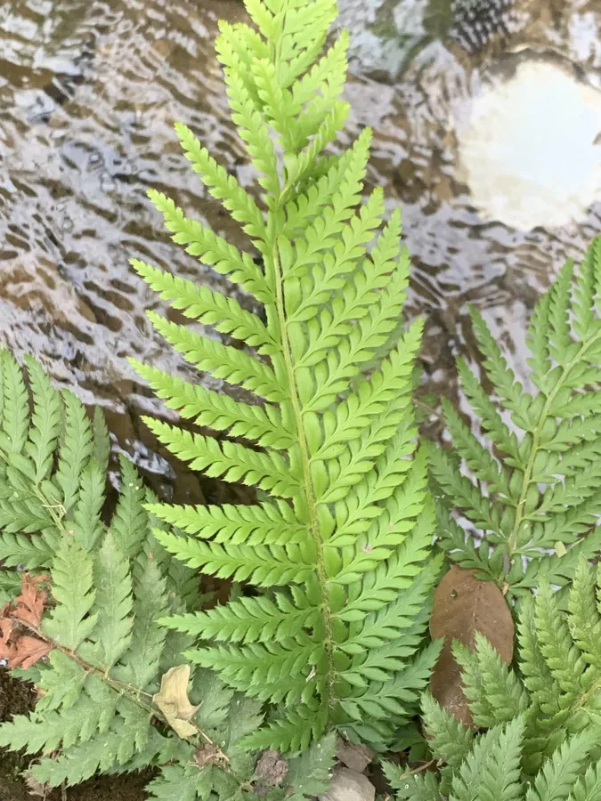 Polystichum aculeatum