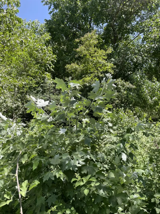 Populus alba