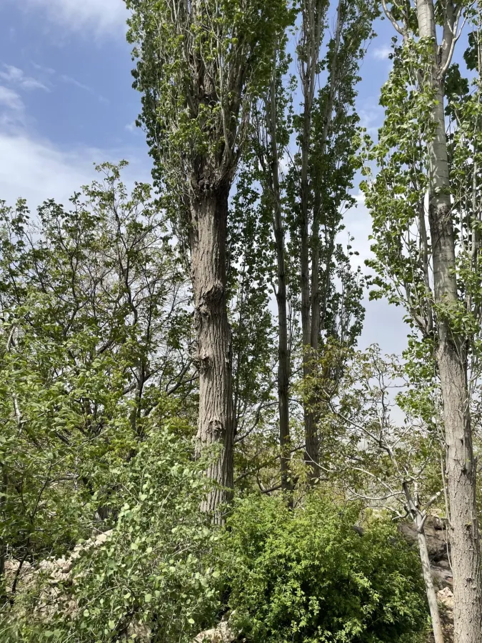 Populus nigra