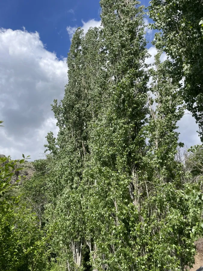 Populus nigra