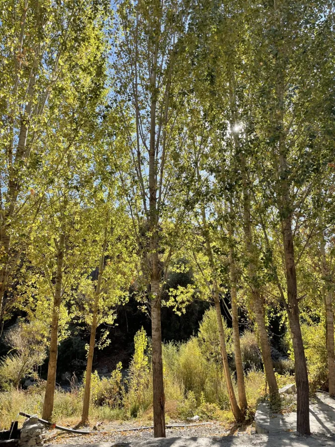 Populus nigra