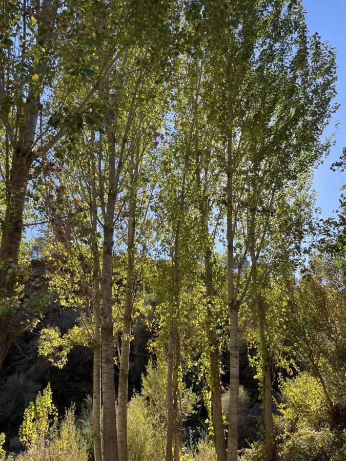 Populus nigra
