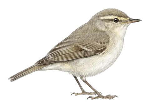 Plain Leaf Warbler
