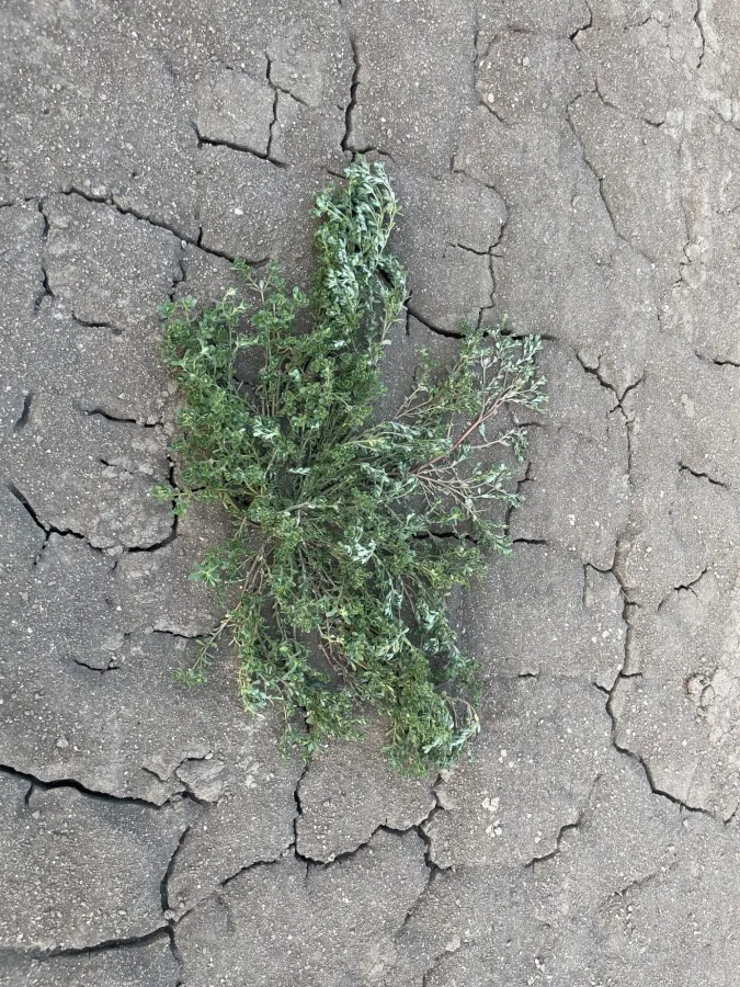 Portulaca oleracea