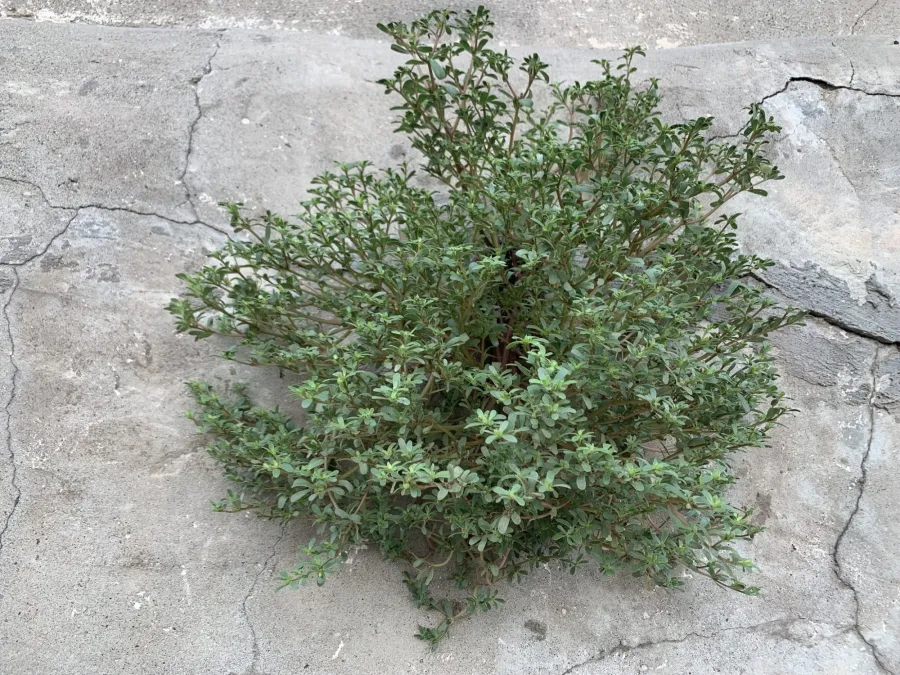 Portulaca oleracea