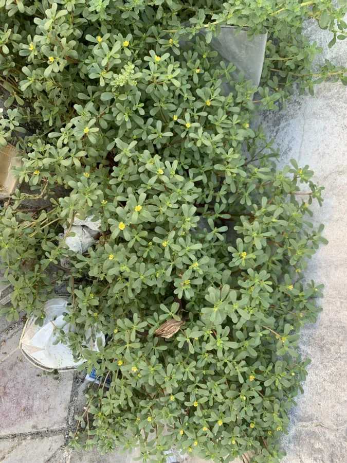 Portulaca oleracea