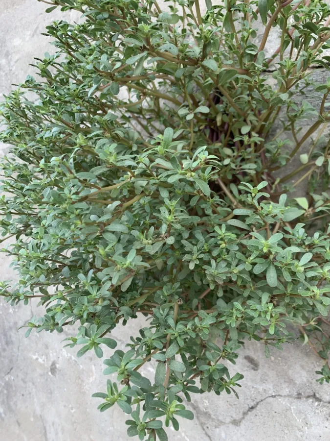 Portulaca oleracea