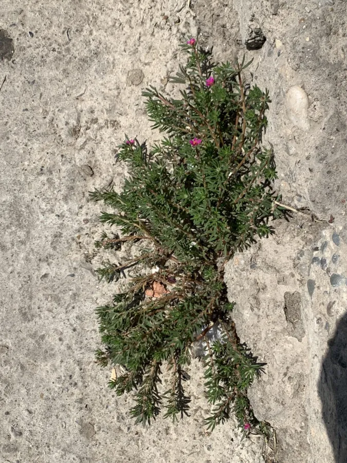 Portulaca pilosa