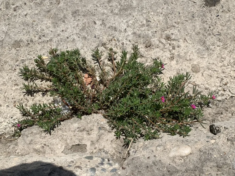 Portulaca pilosa