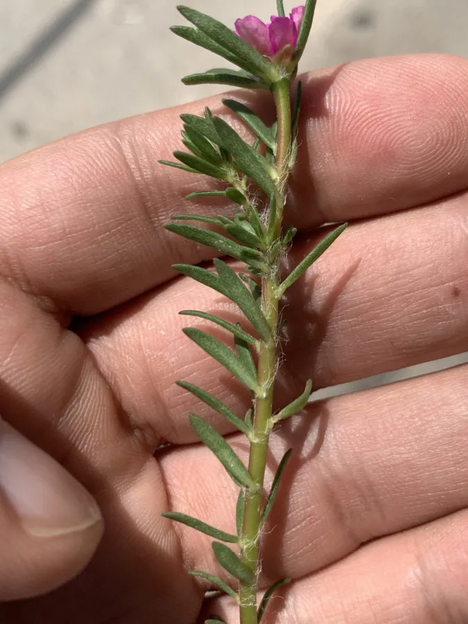 Portulaca pilosa