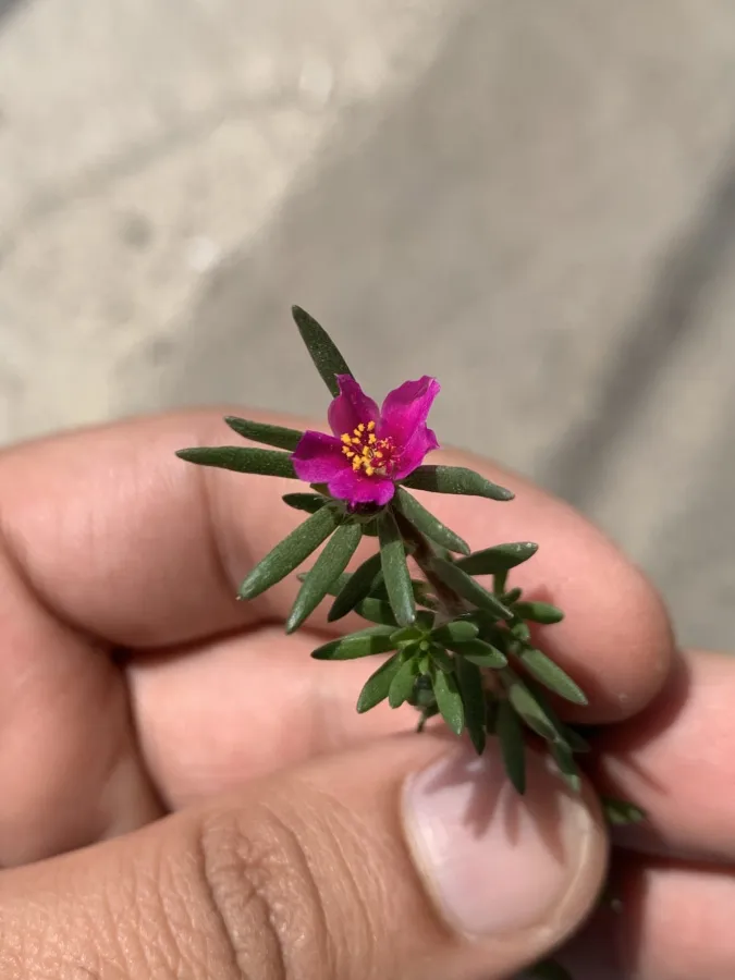Portulaca pilosa