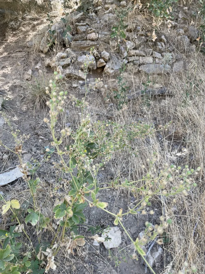 Potentilla kurdica