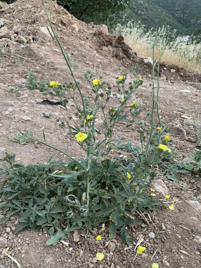Potentilla kurdica