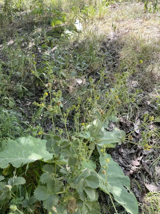 Potentilla kurdica