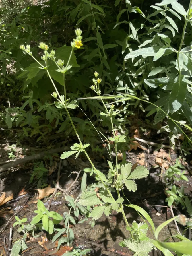 Potentilla kurdica