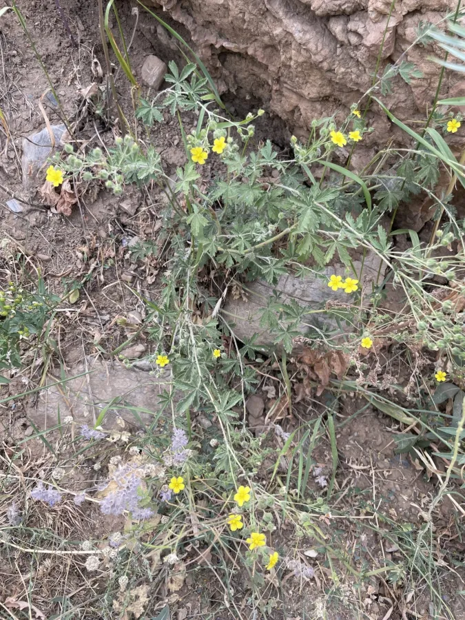 Potentilla pedata