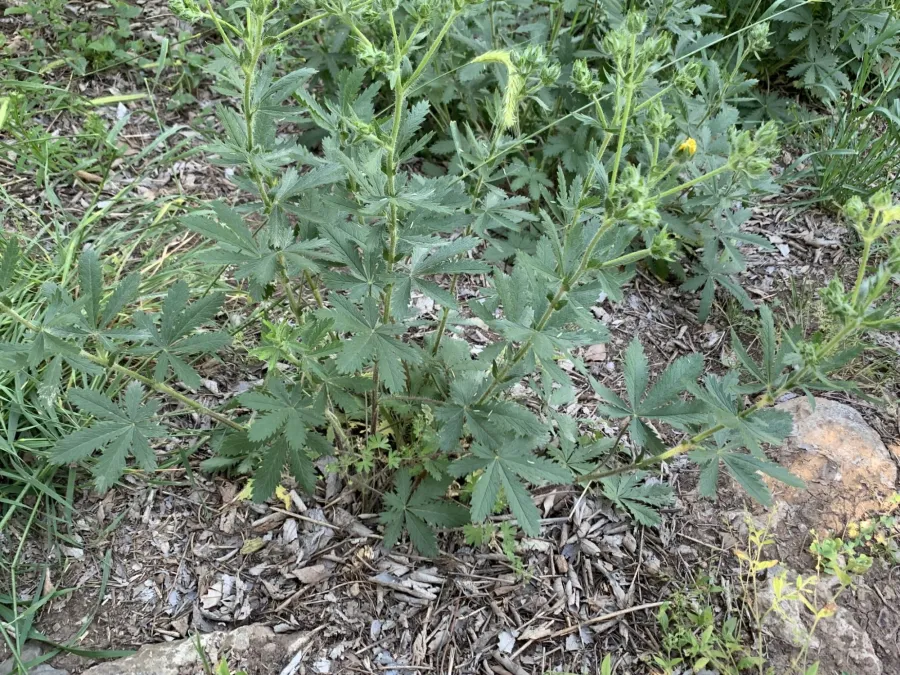 Potentilla pedata