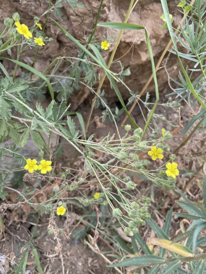 Potentilla pedata