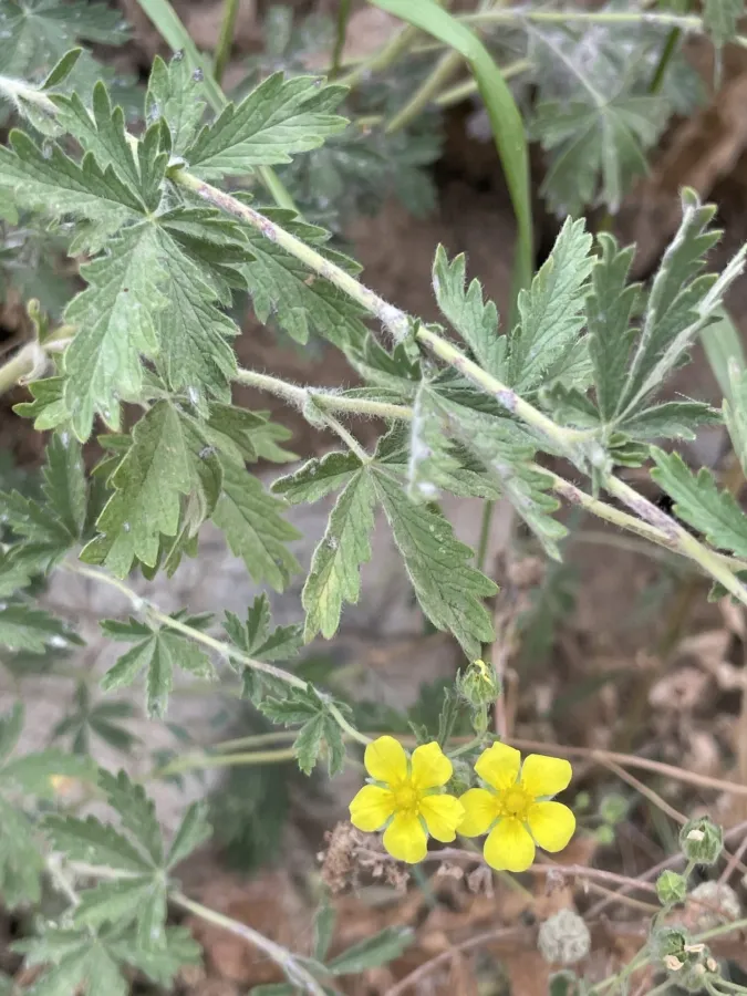 Potentilla pedata