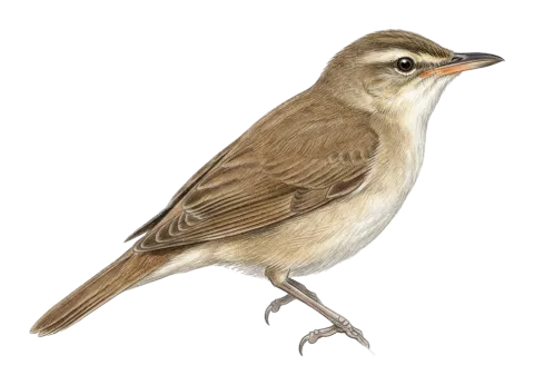Great Reed Warbler