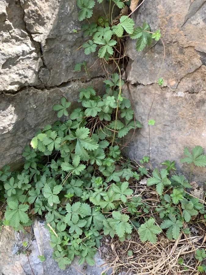Potentilla reptans