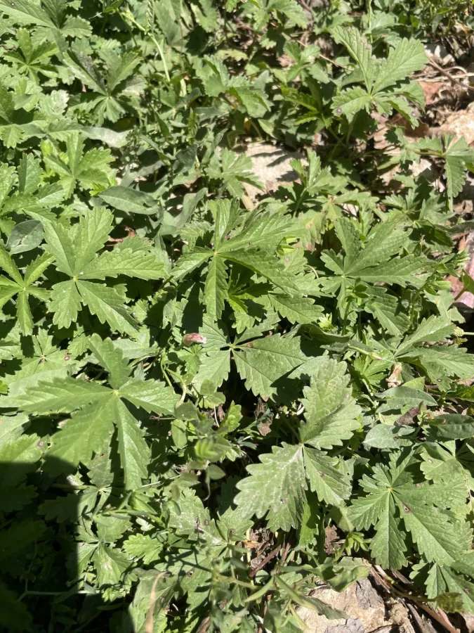 Potentilla reptans
