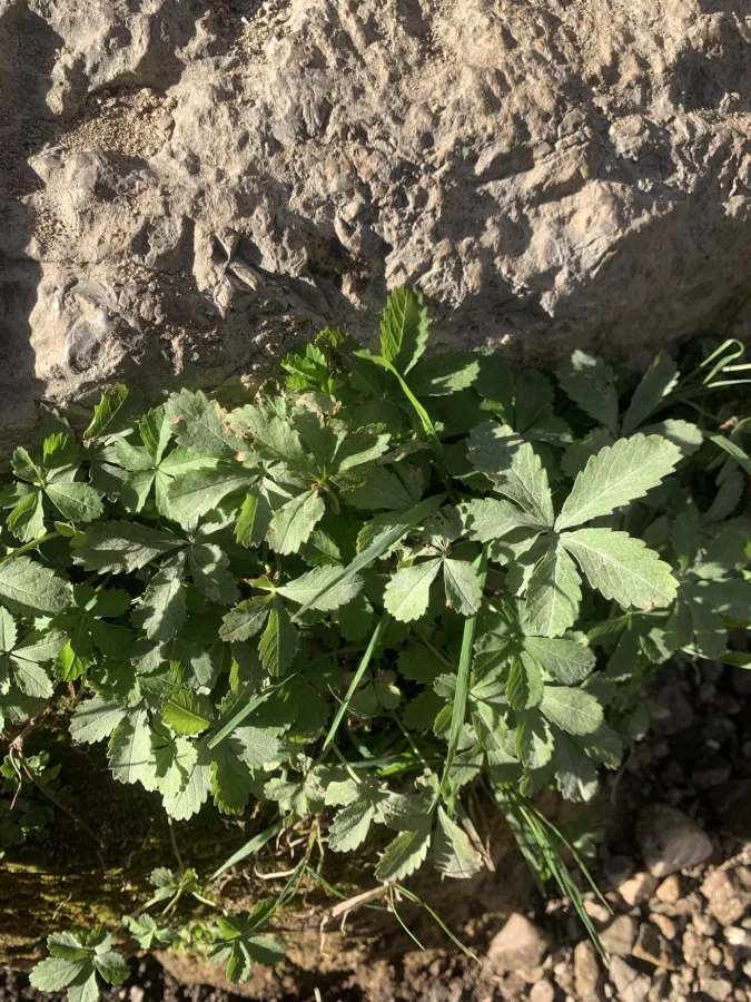 Potentilla reptans
