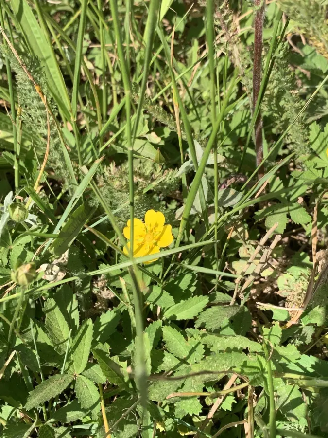 Potentilla reptans