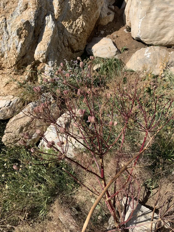 Prangos ferulacea