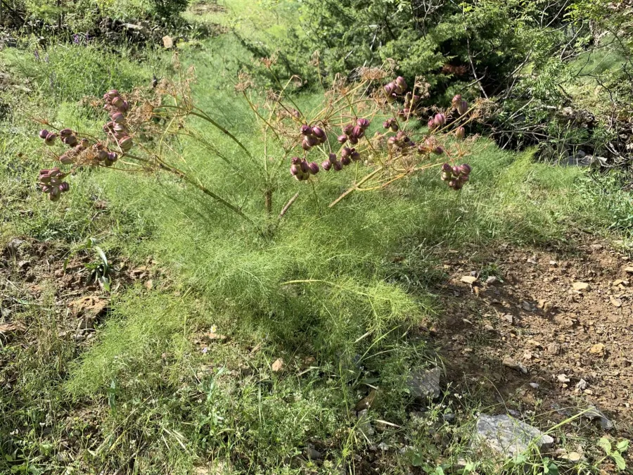 Prangos ferulacea