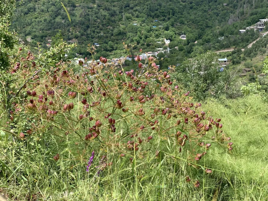 Prangos ferulacea