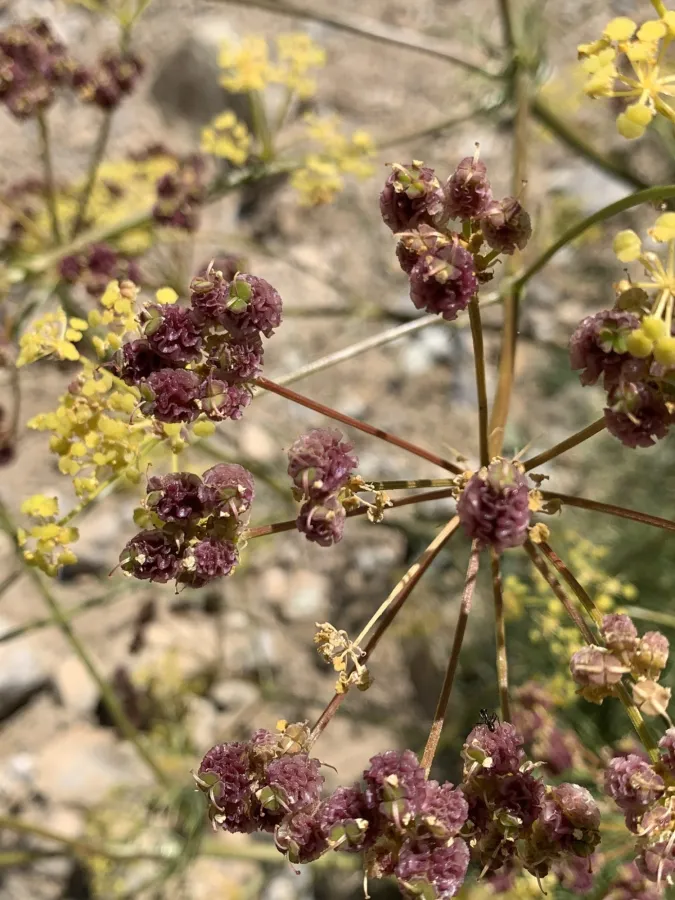 Prangos lophoptera