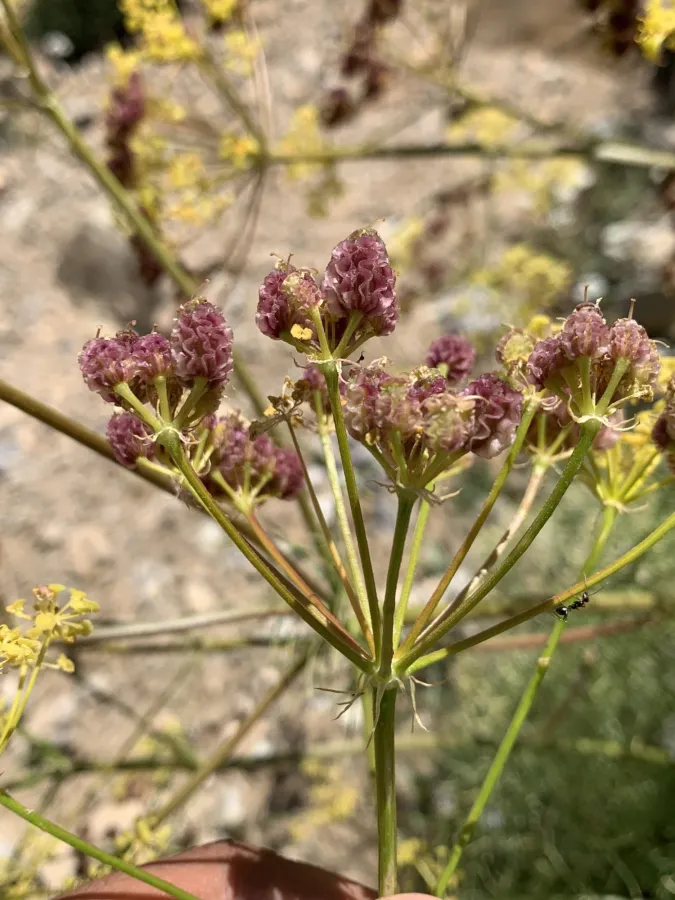 Prangos lophoptera