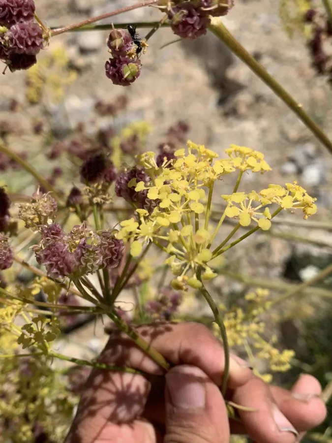 Prangos lophoptera